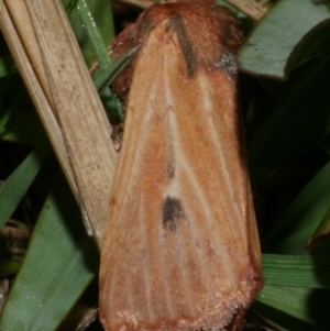 Hadenini (tribe) Sp.1. (MoV, Part 9) at WendyM's farm at Freshwater Ck. - 25 Apr 2023 08:44 PM