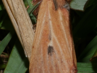 Hadenini (tribe) Sp. 1.(MoV, Part 9) (A Noctuid moth (Hadeninae)) at WendyM's farm at Freshwater Ck. - 25 Apr 2023 by WendyEM