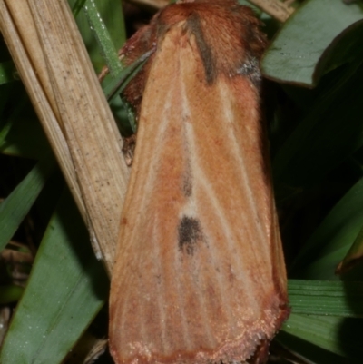 Hadenini (tribe) Sp. 1.(MoV, Part 9) (A Noctuid moth (Hadeninae)) at Freshwater Creek, VIC - 25 Apr 2023 by WendyEM