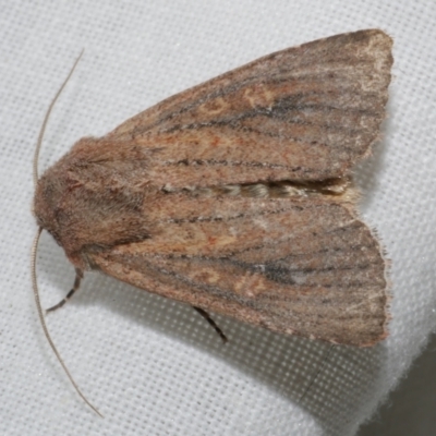 Dasygaster padockina (Tasmanian Cutworm) at WendyM's farm at Freshwater Ck. - 25 Apr 2023 by WendyEM