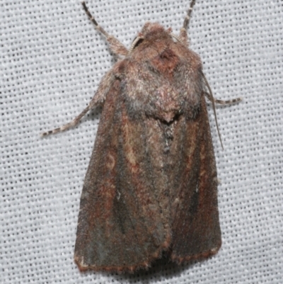 Dasygaster padockina (Tasmanian Cutworm) at Freshwater Creek, VIC - 25 Apr 2023 by WendyEM