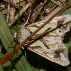 Cosmodes elegans (Green Blotched Moth) at Freshwater Creek, VIC - 25 Apr 2023 by WendyEM