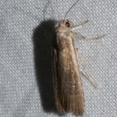 Athetis tenuis (Plain Tenuis Moth) at Freshwater Creek, VIC - 25 Apr 2023 by WendyEM