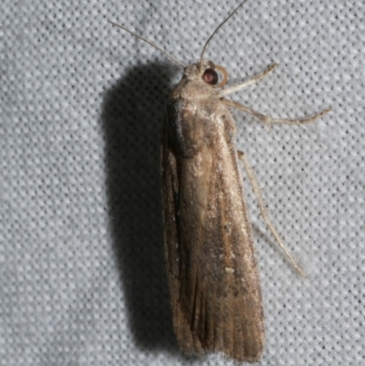 Athetis tenuis (Plain Tenuis Moth) at Freshwater Creek, VIC - 25 Apr 2023 by WendyEM