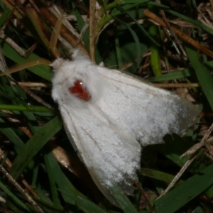 Trichiocercus sparshalli at WendyM's farm at Freshwater Ck. - 25 Apr 2023 10:55 PM