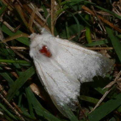 Trichiocercus sparshalli (Sparshall's Moth) at Freshwater Creek, VIC - 25 Apr 2023 by WendyEM