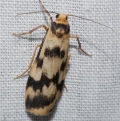 Tigrioides alterna (Alternating Footman) at Freshwater Creek, VIC - 25 Apr 2023 by WendyEM