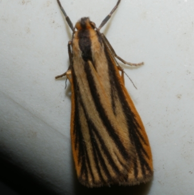 Phaeophlebosia furcifera (Forked Footman) at Freshwater Creek, VIC - 25 Apr 2023 by WendyEM