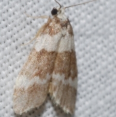 Halone sejuncta (Variable Halone) at Freshwater Creek, VIC - 25 Apr 2023 by WendyEM