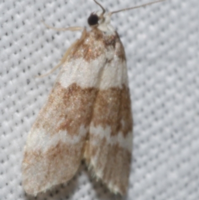 Halone sejuncta (Variable Halone) at Freshwater Creek, VIC - 25 Apr 2023 by WendyEM