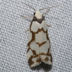 Chiriphe dichotoma (Reticulated Footman) at WendyM's farm at Freshwater Ck. - 25 Apr 2023 by WendyEM