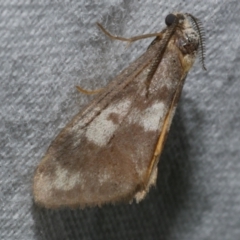 Anestia semiochrea (Marbled Footman) at WendyM's farm at Freshwater Ck. - 25 Apr 2023 by WendyEM