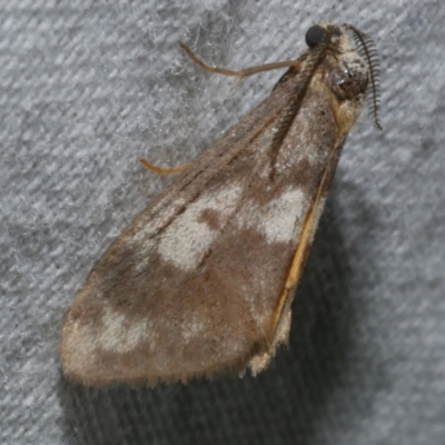 Anestia semiochrea (Marbled Footman) at Freshwater Creek, VIC - 25 Apr 2023 by WendyEM