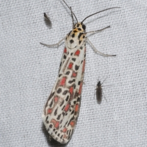 Utetheisa pulchelloides at WendyM's farm at Freshwater Ck. - 25 Apr 2023 08:43 PM