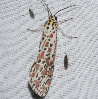 Utetheisa pulchelloides (Heliotrope Moth) at WendyM's farm at Freshwater Ck. - 25 Apr 2023 by WendyEM