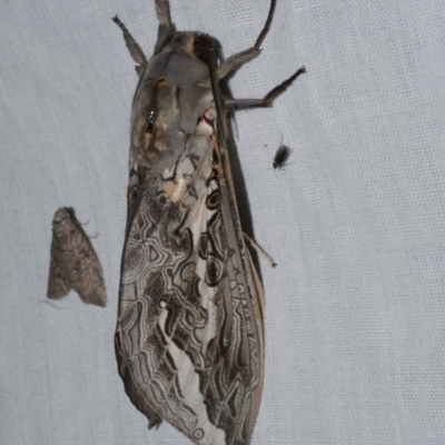 Abantiades marcidus (A ghost moth) at Freshwater Creek, VIC - 25 Apr 2023 by WendyEM