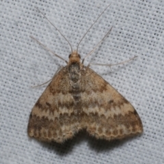 Scopula rubraria (Reddish Wave, Plantain Moth) at Freshwater Creek, VIC - 25 Apr 2023 by WendyEM