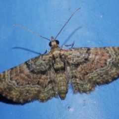 Chloroclystis catastreptes (Green and Brown Carpet) at Freshwater Creek, VIC - 25 Apr 2023 by WendyEM