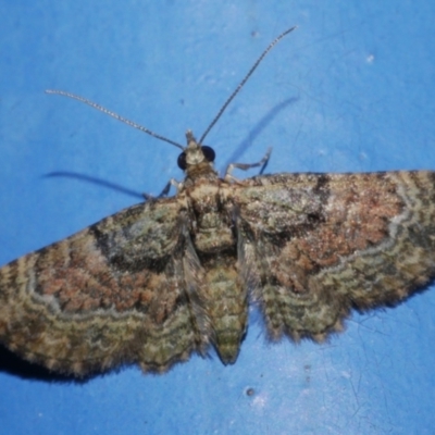 Chloroclystis catastreptes (Green and Brown Carpet) at Freshwater Creek, VIC - 25 Apr 2023 by WendyEM