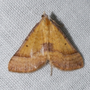 Anachloris subochraria at WendyM's farm at Freshwater Ck. - 25 Apr 2023 10:37 PM