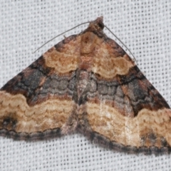 Epyaxa subidaria (Subidaria Moth) at Freshwater Creek, VIC - 25 Apr 2023 by WendyEM