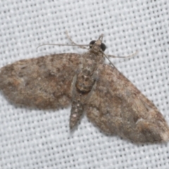 Chloroclystis approximata (Plumed or Cherry Looper) at WendyM's farm at Freshwater Ck. - 25 Apr 2023 by WendyEM