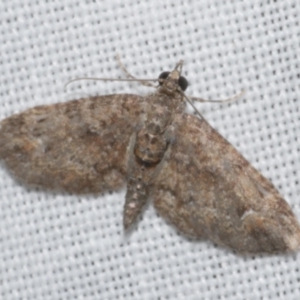 Chloroclystis approximata at WendyM's farm at Freshwater Ck. - 25 Apr 2023