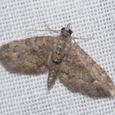 Chloroclystis approximata (Plumed or Cherry Looper) at Freshwater Creek, VIC - 25 Apr 2023 by WendyEM