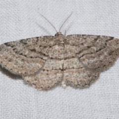 Zermizinga sinuata (Lucerne Looper, Spider Moth) at Freshwater Creek, VIC - 25 Apr 2023 by WendyEM