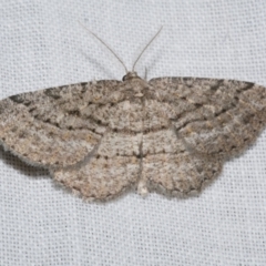 Zermizinga sinuata (Lucerne Looper, Spider Moth) at WendyM's farm at Freshwater Ck. - 25 Apr 2023 by WendyEM