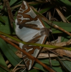 Thalaina inscripta (Mitre Satin Moth) at WendyM's farm at Freshwater Ck. - 25 Apr 2023 by WendyEM