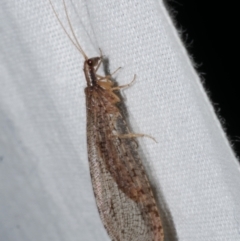 Unidentified Other Lacewing (several families) at Freshwater Creek, VIC - 25 Apr 2023 by WendyEM