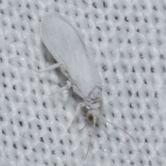 Coniopterygidae (family) at Freshwater Creek, VIC - 25 Apr 2023 by WendyEM