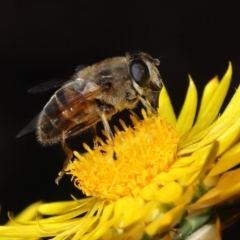 Eristalis tenax (Drone fly) at Acton, ACT - 17 May 2024 by TimL