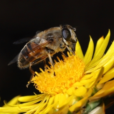 Eristalis tenax (Drone fly) at Acton, ACT - 17 May 2024 by TimL