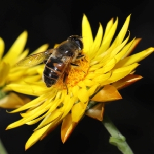 Eristalis tenax at ANBG - 17 May 2024