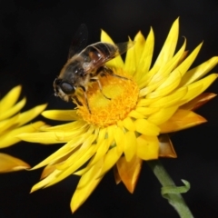 Eristalis tenax at ANBG - 17 May 2024