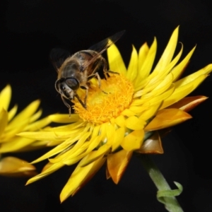 Eristalis tenax at ANBG - 17 May 2024