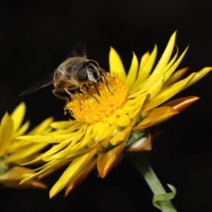 Eristalis tenax at ANBG - 17 May 2024