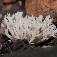 Clavulina coralloides at ANBG - 17 May 2024 by TimL