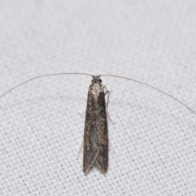 Ceromitia leptosticta (A Fairy moth) at Jerrabomberra, NSW - 17 May 2024 by DianneClarke