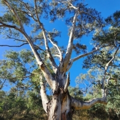 Eucalyptus blakelyi (Blakely's Red Gum) at Red Hill Nature Reserve - 17 May 2024 by Steve818