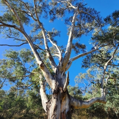 Eucalyptus blakelyi (Blakely's Red Gum) at Deakin, ACT - 17 May 2024 by Steve818