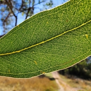 Eucalyptus blakelyi at Red Hill Nature Reserve - 18 May 2024