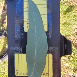 Eucalyptus blakelyi at Red Hill Nature Reserve - 18 May 2024