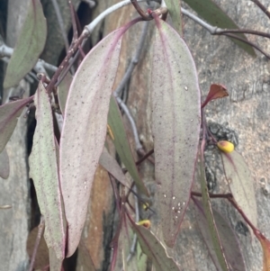 Muellerina eucalyptoides at Red Hill Nature Reserve - 8 May 2024 11:36 AM