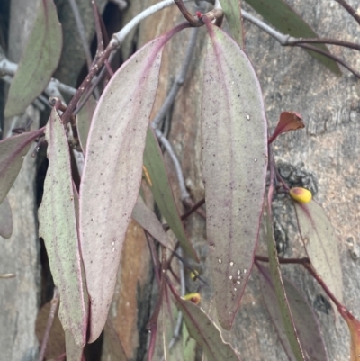 Muellerina eucalyptoides (Creeping Mistletoe) at Red Hill Nature Reserve - 8 May 2024 by mcosgrove