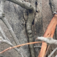 Muellerina eucalyptoides at Red Hill Nature Reserve - 8 May 2024