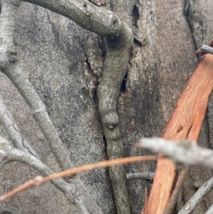 Muellerina eucalyptoides at Red Hill Nature Reserve - 8 May 2024