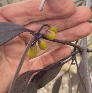 Muellerina eucalyptoides at Red Hill Nature Reserve - 8 May 2024